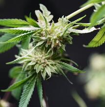 Cómo Identificar la Floración del Cannabis y Cómo Actuar