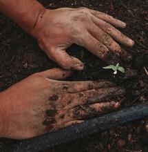 Spanish Seeds: Calidad y Buen Precio