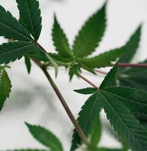 Cómo hacer esquejes de marihuana paso a paso
