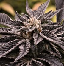 6 Top Tips on Growing Cannabis Indoors