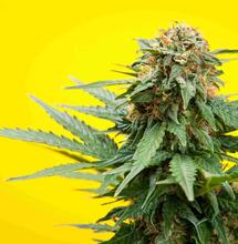 DEA verwijdert cannabis van lijst meest gevaarlijke drugs