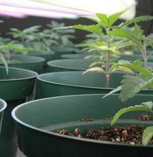 Lúmen, PAR, fotones: todo sobre las lámparas de cannabis