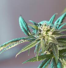 DOJ Policy Shake-Up Heightens Risks for Cannabis Users