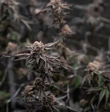 Hoogeveen krijgt definitief eerste coffeeshop 