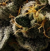 Decarboxylieren – Warum es den Unterschied macht