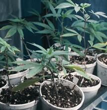 Degeneracja klonalna