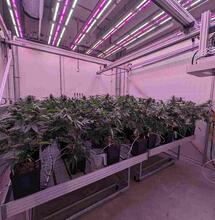 Delphy: Versnelde groei kan opbrengst cannabis 30% verhogen