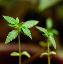 Delta-8 THC może spowalniać metabolizm nikotyny. Nowe badanie z Uniwersytetu w Buffalo