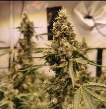 Der Wandel des Dr. Sanjay Gupta 