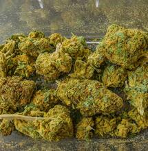 Semillas de Marihuana  ¡Más de 3.000 variedades! - Zamnesia