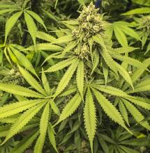 Tropicanna Poison F1 Fast Version®