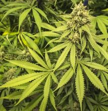 Moby Dick CBD:  Ein sanftmütiger grüner Killerwal mit Heilkräften