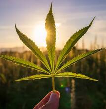 Marihuana a latentní virus chmele