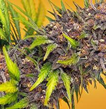 Diablo Rojo XL Auto®