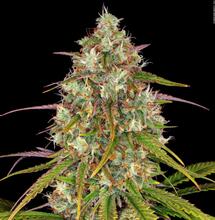 Die Ursprünge der Haze