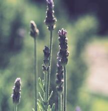 Die Wirkung von Lavendel und Cannabis