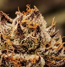 Die erste vollständige CSC‑Liste - Transparenz dank DHV