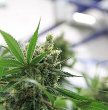 Die renommiertesten Strains aus der Medizin