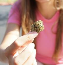 Diferencias entre índica y sativa, una mirada diferente centrada en el mirceno