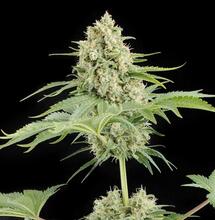 Moby Dick de Dinafem. 