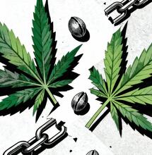 Dlaczego nie doszło do fuzji Barney’s Farm, Sensi Seeds i ILGM?