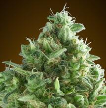 6 variedades con sabor duradero