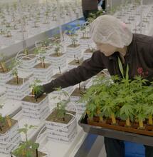 Documentaire Legale Wiet wint De Groene Griffel 2024