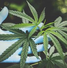 holding a leaf of marijuana with the palm. 