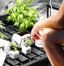 Domácí vs. komerčně pěstované konopí: výhody a rizika