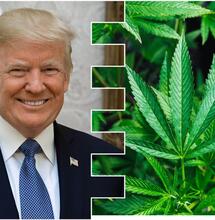 Florida: Trump May Vote ‘Yes’ for Marijuana Legalization