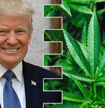 Trump pro Cannabis