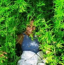 Dordrecht onderzoekt teelt vezelhennep tegen pfas-vervuiling