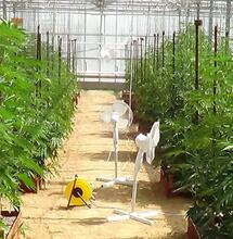 Consejos para cultivo de cannabis en invernadero