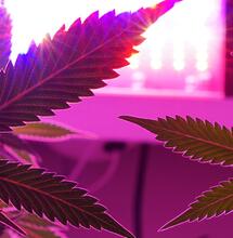 Producción de híbridos de cannabis