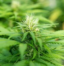 EKOCAN-Studie zeigt gemischte Bilanz