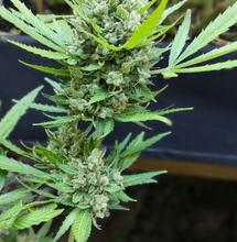 Efectos de la Marihuana Sativa: Todo lo que Necesitas Saber