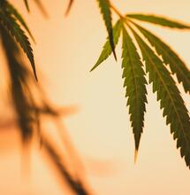 Efectos de las variedades de marihuana sativa