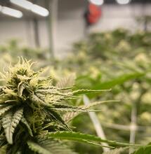 Eigenanbau oder kommerzieller Cannabisverkauf?
