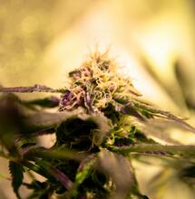 El Cannabis: Una Biblioteca Química de Moléculas Únicas
