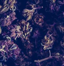 El Movimiento por la Marihuana Medicinal: Infringiendo la ley para sal