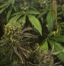 Comment économiser de l'énergie dans une culture indoor