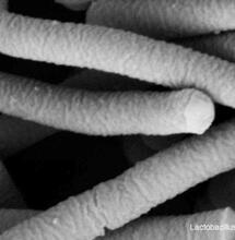 Microrganismi effettivi e probiotici