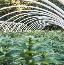 Emerald Triangle: Konopný ráj s divokou historií