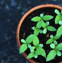Entrevista al breeder de Trichome Jungle Seeds