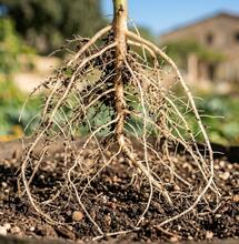 Why Enzymes Are Important for Cannabis Cultivation