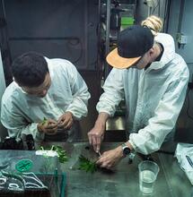 The Perfect Grow Staffel 2 Ep 6 Umgebung