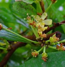 Ethnobotanik: Anbau von Erythroxylum coca