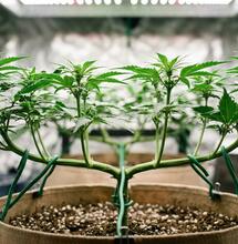 Estandarización de cannabinoides