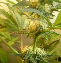 Cannabielsoxa : découverte d’un nouveau cannabinoïde