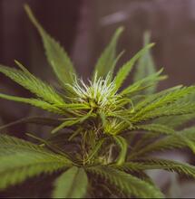 Europaabgeordneter twittert Foto seiner Cannabispflanzen